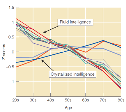 Fluid: declines
Crystallized: improves