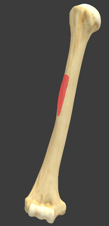<p>What structure is highlighted in red? What is its function?</p>