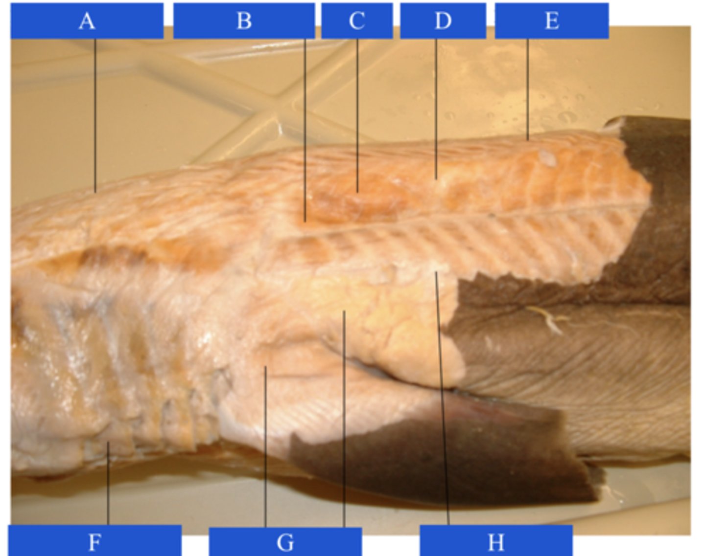 <p>What does letter D point to?</p>