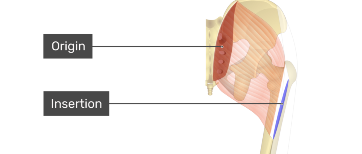 <p>gluteus maximus</p>