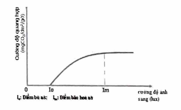 <p><strong>Điểm bão hòa ánh sáng</strong>: cường độ ánh sáng ở đó quang hợp đạt <strong><em>cực đại và không tăng thêm dù ánh sáng tăng</em></strong></p>