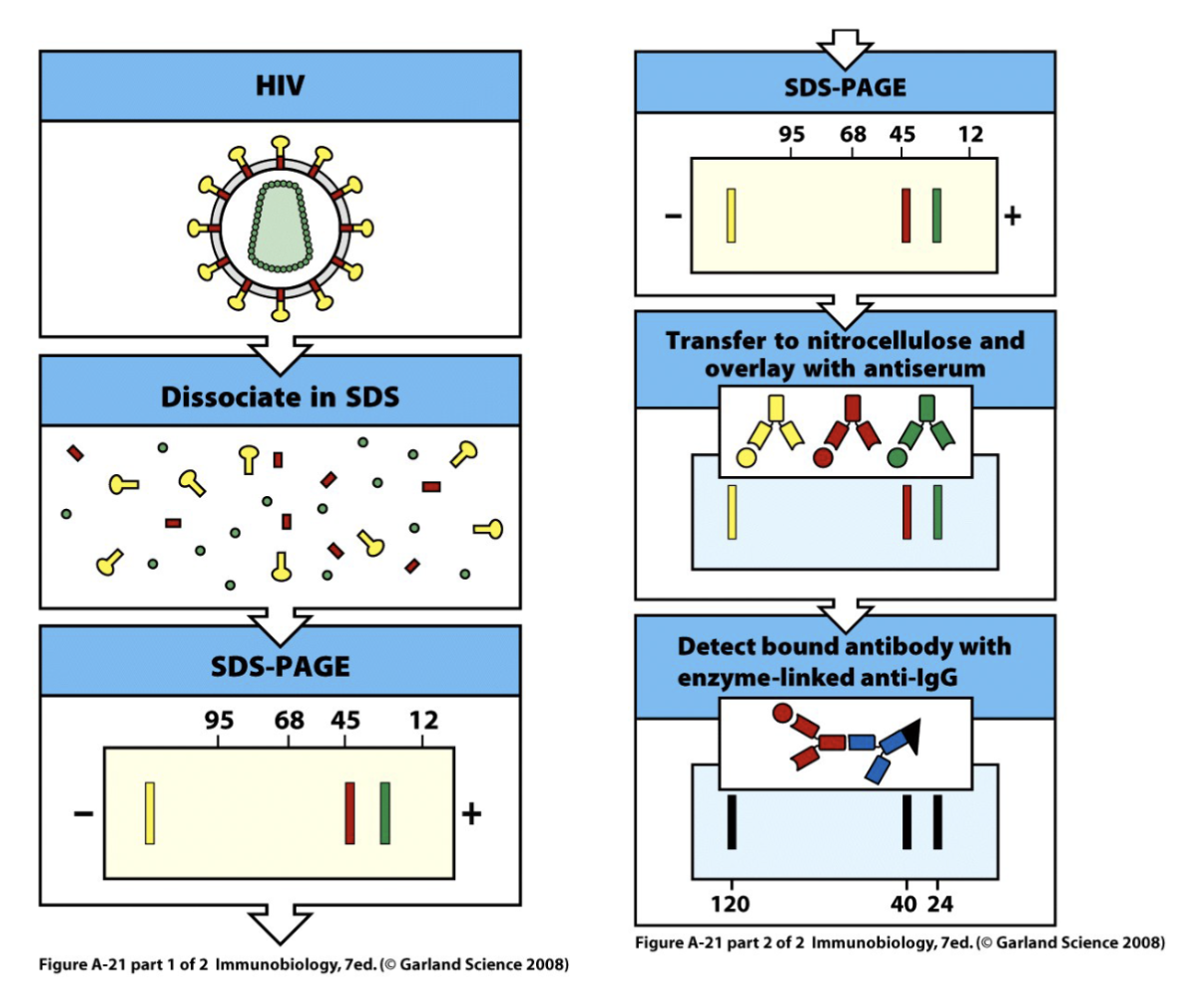 <p>can determine if the antibodies bind to part of dissociated virus the bands would appear in a different location if bound </p>
