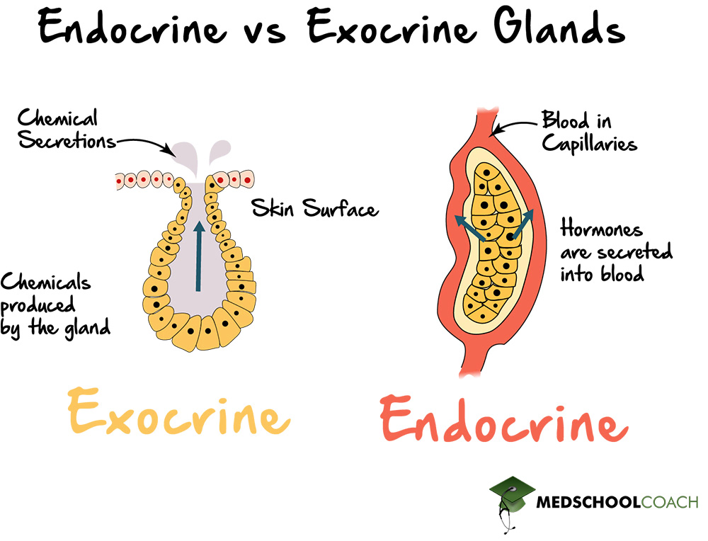 <p>what are 2 types of glands?</p>
