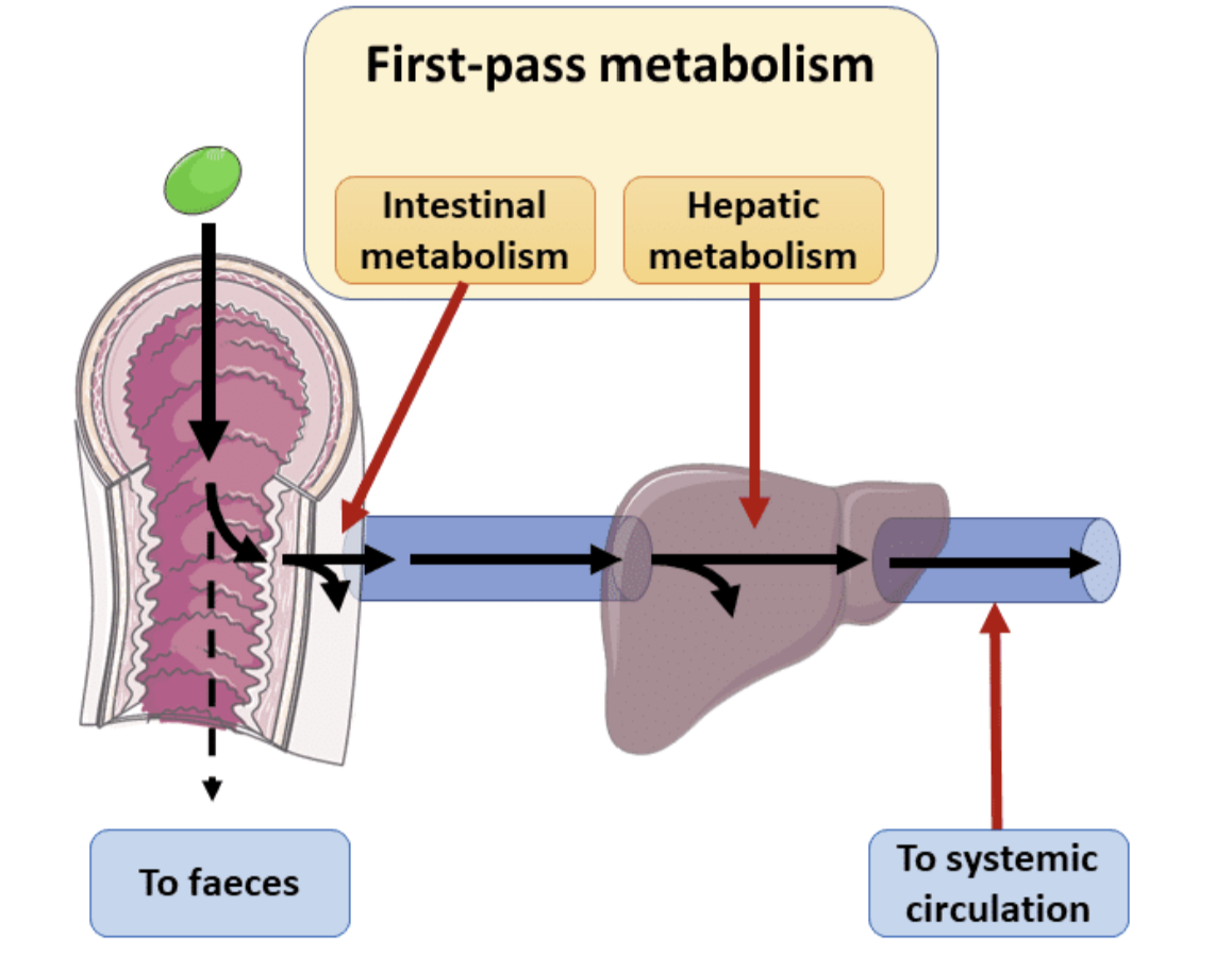 <ol><li><p><span><span>Most drugs are usually absorbed from the small intestine. </span></span></p></li><li><p><span><span>A proportion of the drug will undergo metabolism in the cells of the gut wall.</span></span></p></li><li><p><span><span>The drug is transferred from the intestine to the liver via the portal vein.</span></span></p></li><li><p><span><span>A proportion of the drug will undergo metabolism in the liver.</span></span></p></li></ol><p></p>