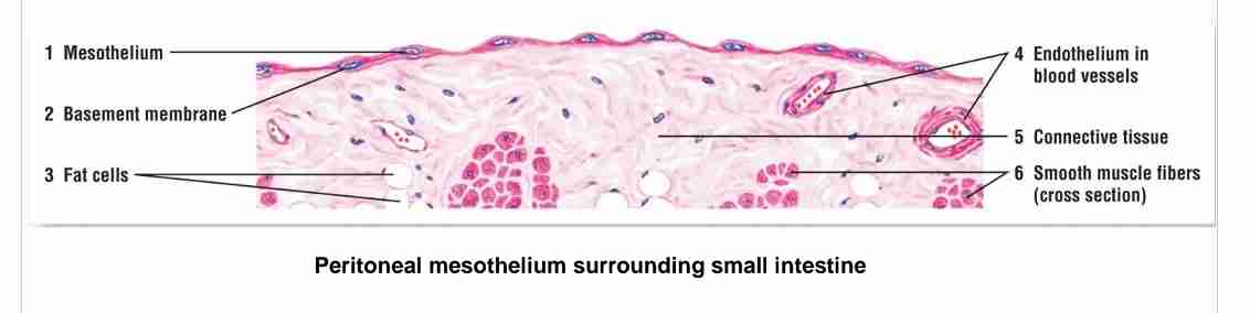 <p>A single layer of flat cells, found in mesothelium (external surface of digestive organs, lungs &amp; heart) and endothelium (blood vessels).  Function: filtration, diffusion, transport, secretion &amp; reduce fiction.  </p>