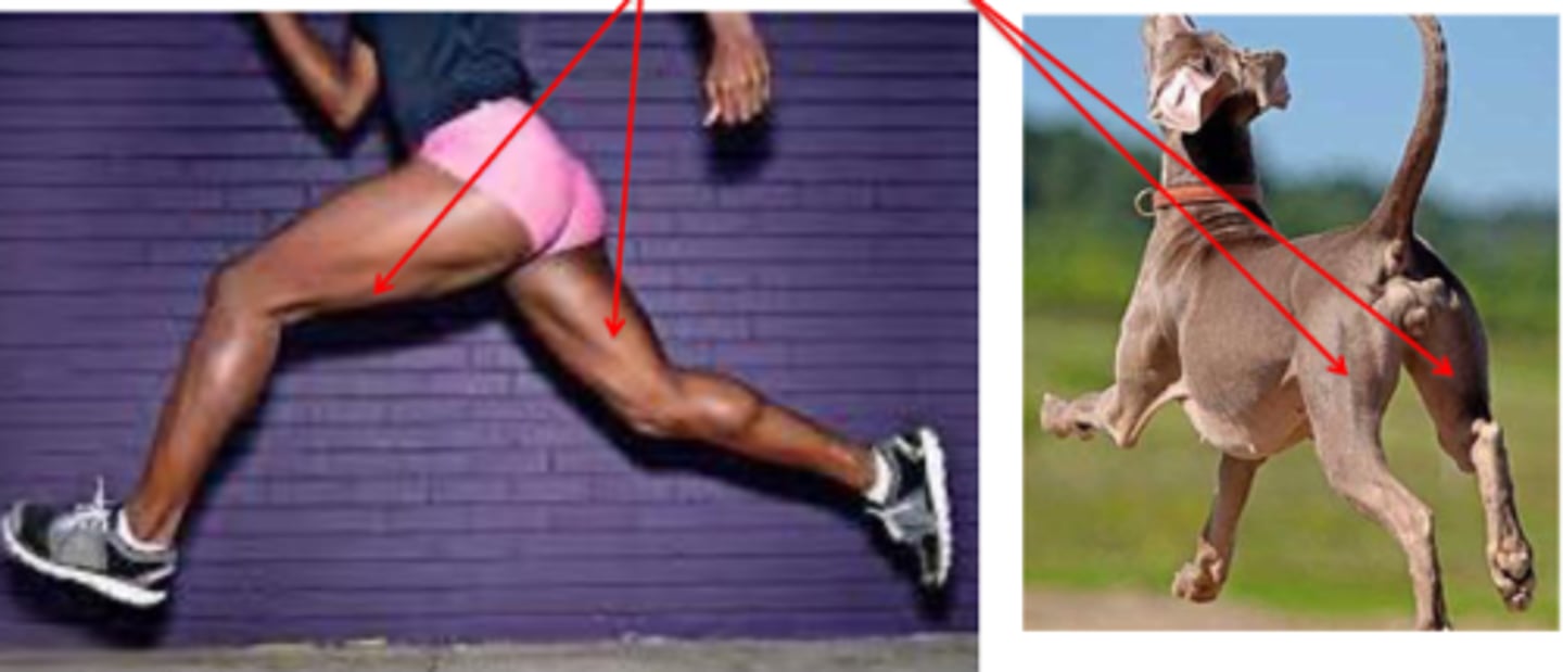 <p>What muscle is shown?</p>