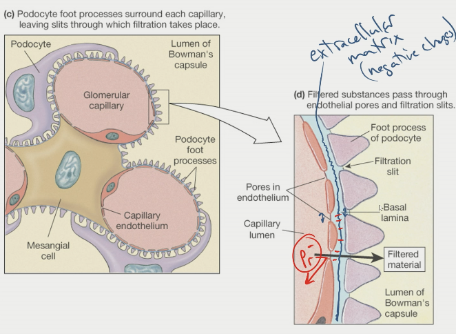 \- pressure in lumen of capillary drives filtration through slits between endothelial cells and podocytes

\- RBCs do not go through holes of capillaries

\- generally, protein should not be going through unless after intense exercise

\-- some physically quite large

\-- electrical force field preventing them from getting through

\-- negative charge in extracellular matrix negatively repels negatively charged proteins