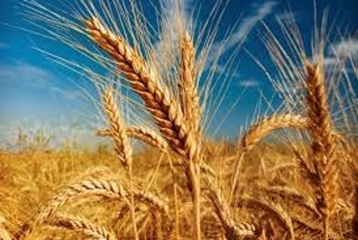<p>wheat</p>