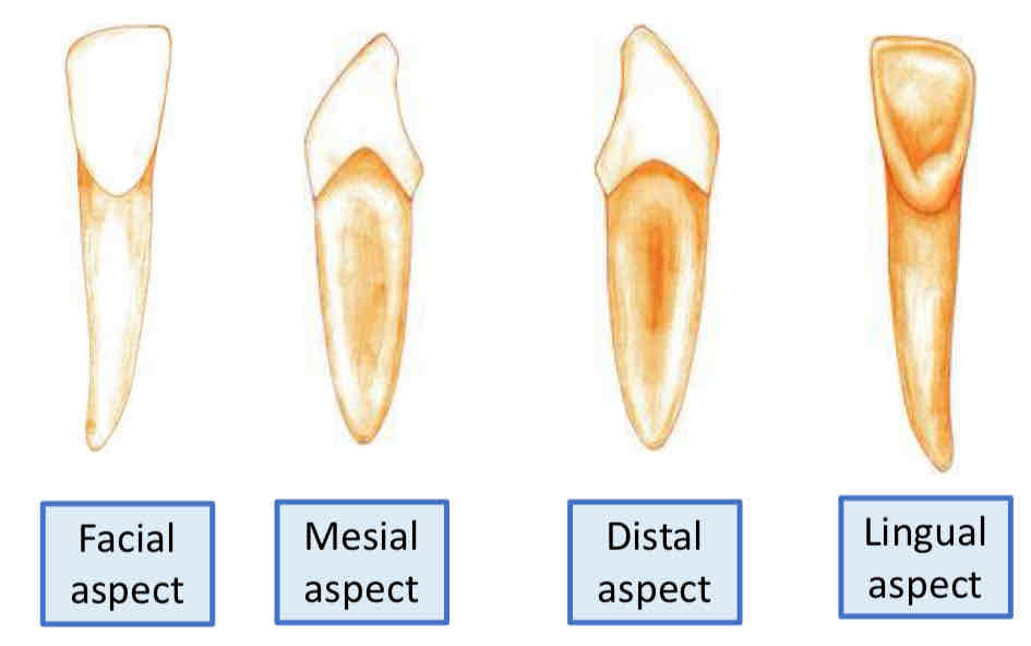 <p>list the root forms of the mandibular lateral incisor</p>