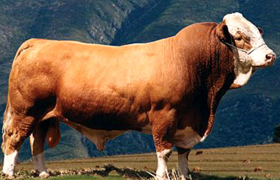 <p>What breed is this?</p><ul><li><p>Continental</p></li></ul><p></p>