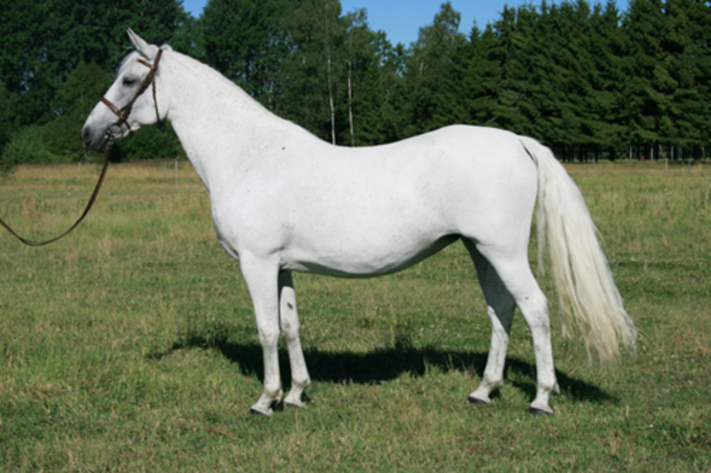 <p>this light breed of horse is slow to mature, and long lived, Baroque horse type,</p>