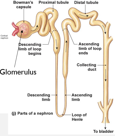 <ul><li><p>Functional unit of kidney</p></li><li><p>1-2 million per kidney</p></li><li><p>Renal corpuscle</p><ul><li><p>Bowman’s capsule</p></li><li><p>Glomerulus sits in Bowman’s space</p></li></ul></li><li><p>Renal tubule - Proximal tube, loop of Henle, distal tube</p><ul><li><p>Urine from multiple tubules drain to collecting ducts</p></li></ul></li></ul><p></p>