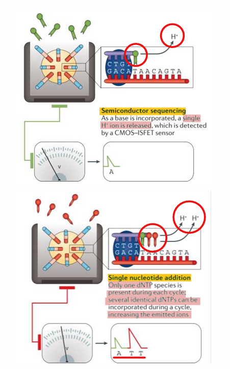 <p>based on the detection of the protons generated on the polymerization reactions of nucleic acids</p>