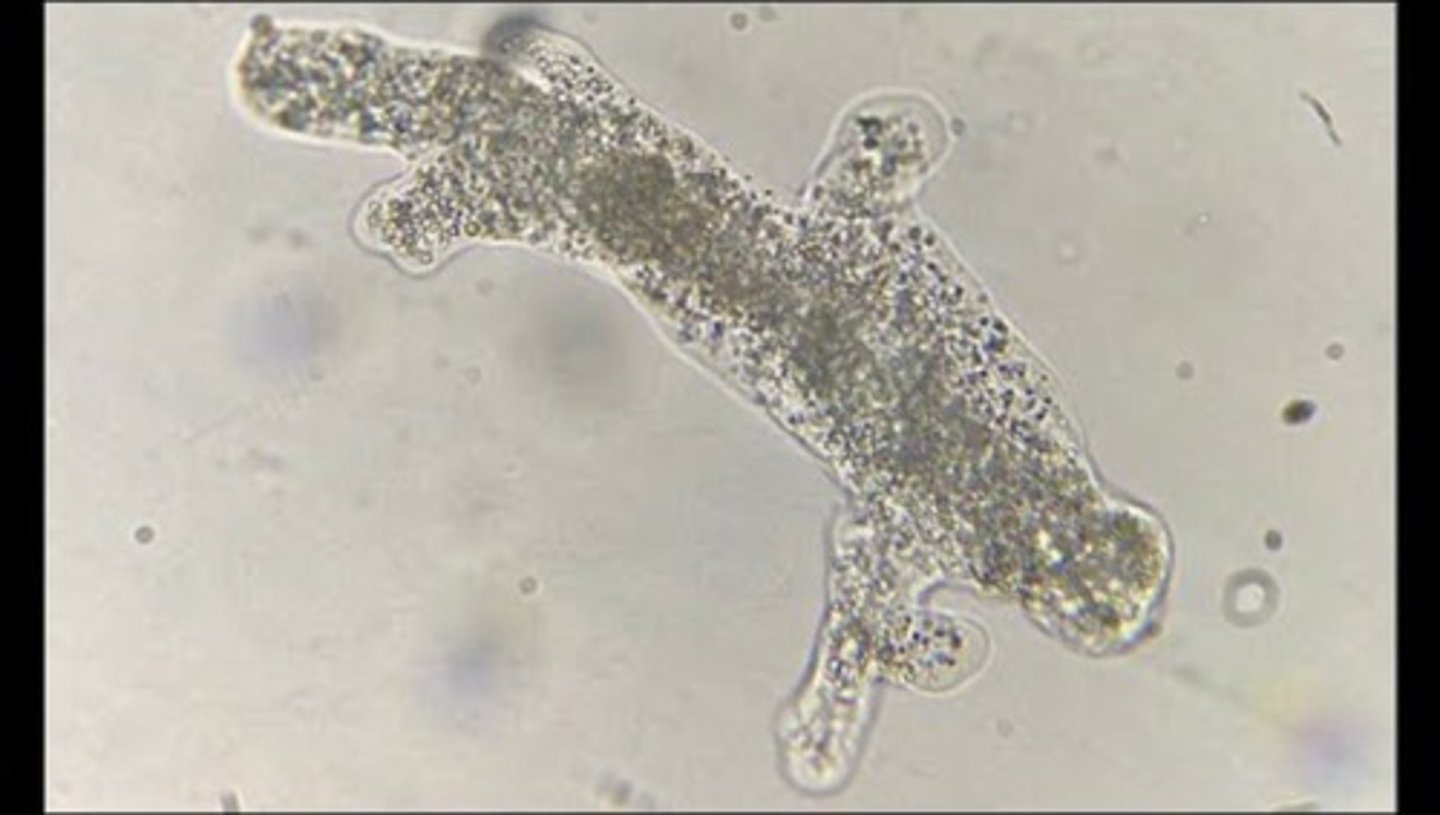 <p>Amoeboid motion, which involves cytoplasmic streaming.</p>