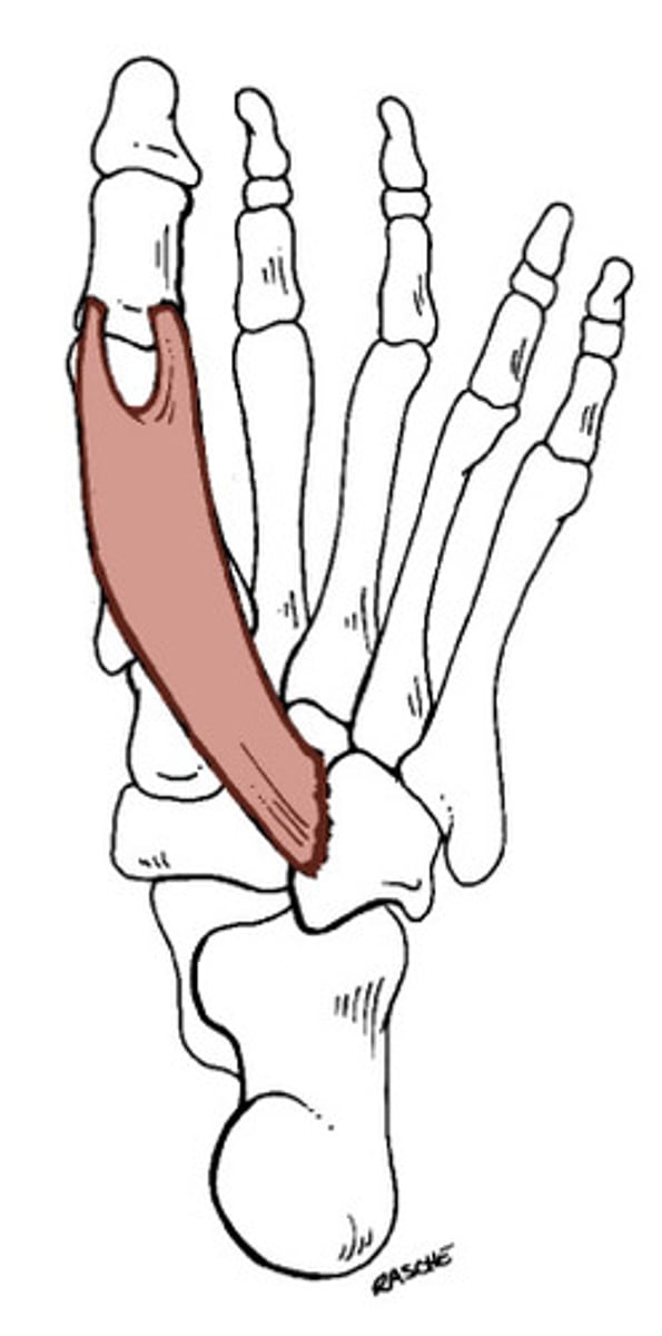 <p>Proximal phalanx of digit 1</p>