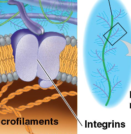 <p>transmembrane linkers that enables the cells to grip the matrix </p>