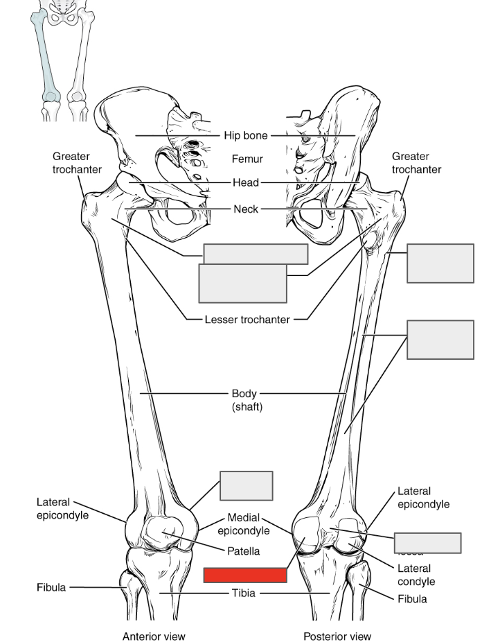 <p>Name the covered bone</p>