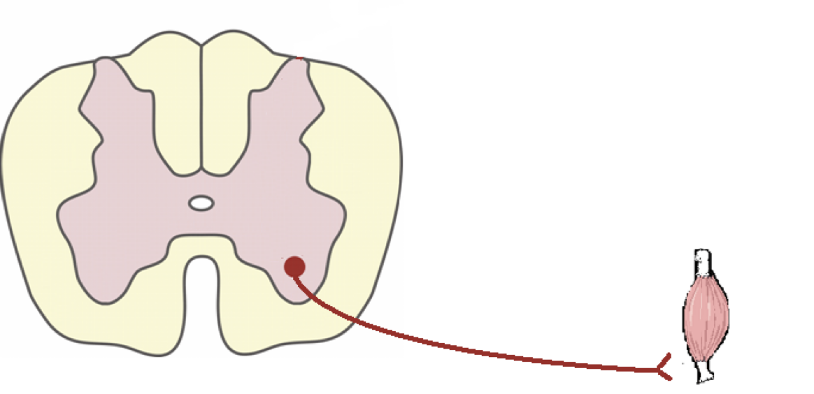 <p>In the VENTRAL horn of the gray matter of the spinal cord… neuron signal LEAVES through this pathway</p>