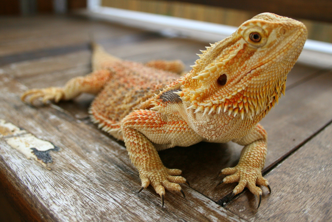 <p>Bearded Dragon</p>