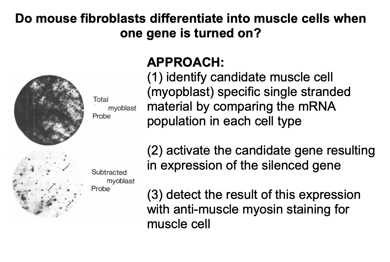 <ol><li><p>Transfecting cells with cDNAs made from mRNA taken from proliferating myoblasts</p></li></ol><p></p><p>why?: some of these muscle specific mRNAs would encode regulatory proteins controlling muscle cell differentiation!</p>