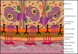 <p>desmosomes</p>