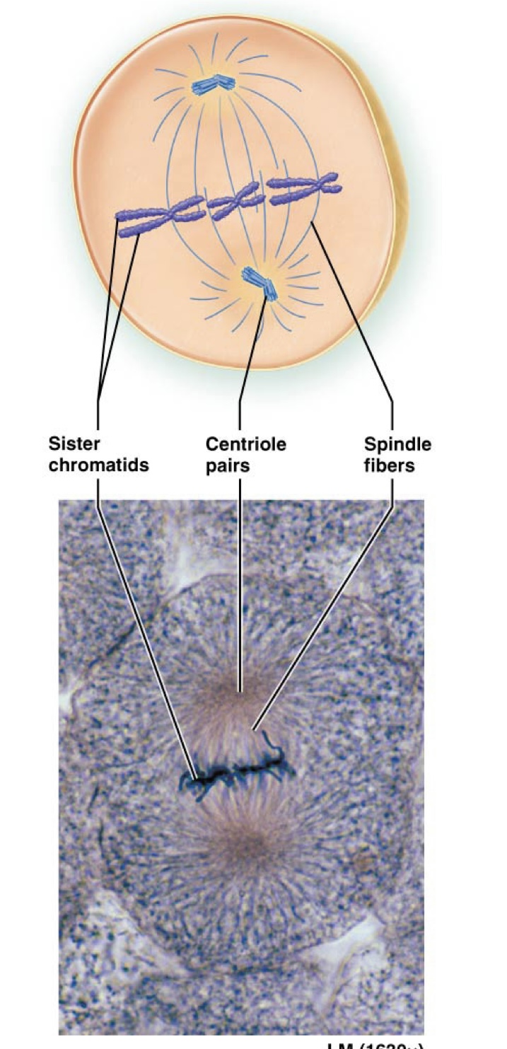 <p>What happens in Metaphase?</p>