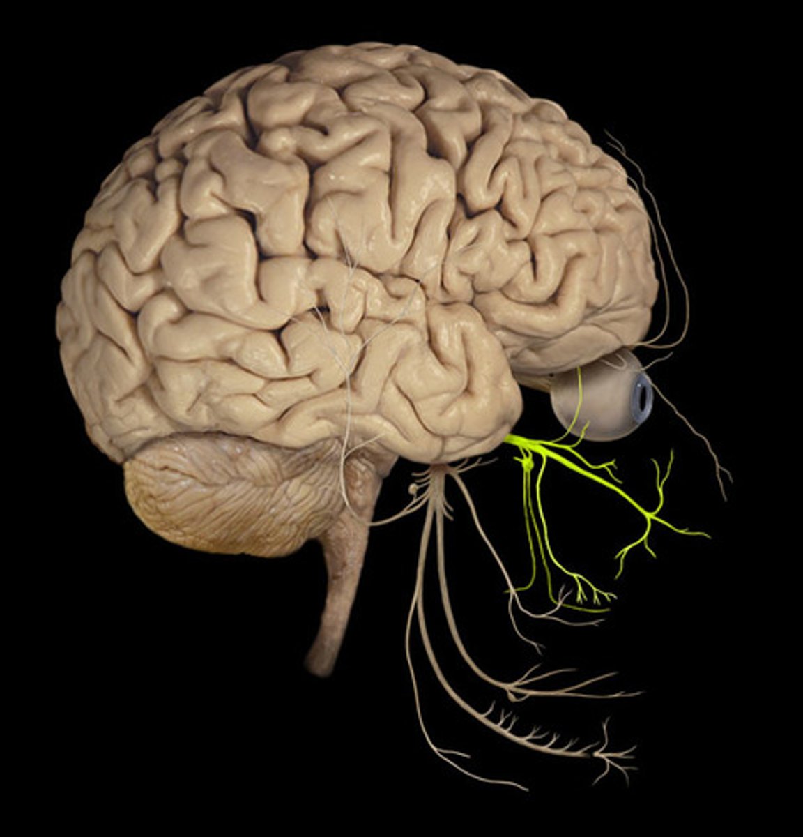 <p>maxillary nerve; second of three divisions of trigeminal nerve</p><p>passageway: foramen rotundum (and infraorbital foramen)</p><p>function: touch, temperature, and pain sensations from lower face in maxillary region</p>