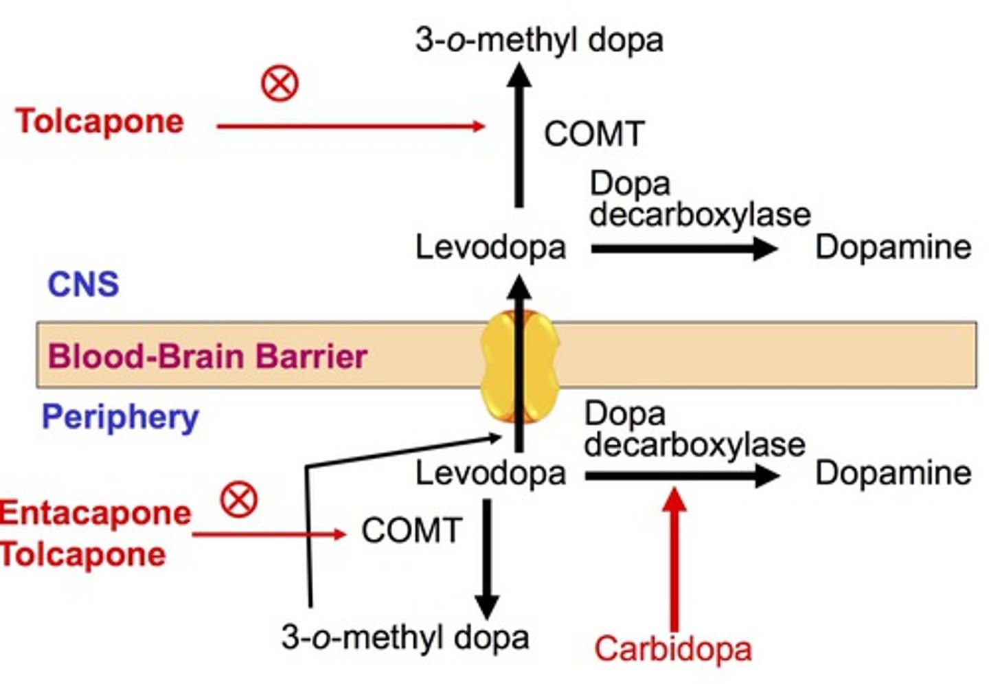 <p>COMT inhibitor</p><p>-prevents L-dopa degradation into 3-O- methyl DOPA</p><p>- more L DOPA delivered to brain in tx of Parkinsons</p>