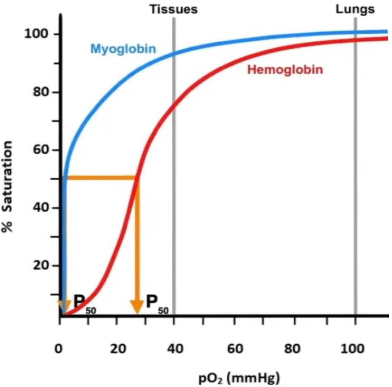 <ul><li><p>O2 dissociation curve compares <mark data-color="purple">% saturation</mark> of haemoglobin and myoglobin at diff partial pressures</p></li></ul><p style="text-align: start"></p><ul><li><p>at partial pressure similar to that at the tissues (<mark data-color="purple">muscles</mark>) myoglobin is <mark data-color="purple">significantly more saturated</mark> than haemoglobin</p></li></ul><p style="text-align: start"></p><ul><li><p>must have a <mark data-color="purple">higher affinity for O2</mark> for this to be true</p></li></ul>