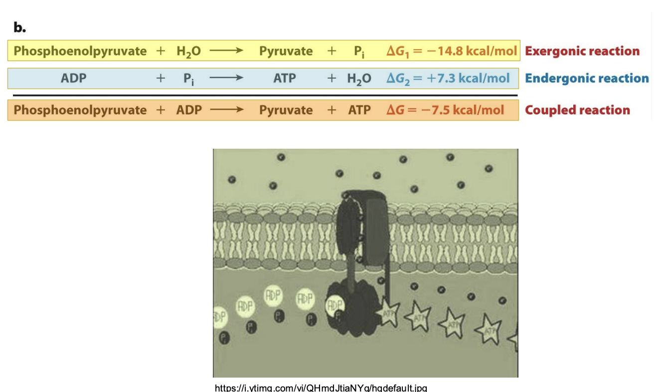 <ul><li><p><span style="background-color: inherit; line-height: 19.55px; color: windowtext;"><span>Hydrolysis of phosphenoalpyruavte that drives synthesis of ATP</span></span><span style="line-height: 19.55px; color: windowtext;"><span> </span></span></p></li><li><p><span style="line-height: 19.55px; color: windowtext;"><span>Cell needs to replenish ATP to carry out additional chemical reactions </span></span></p></li></ul><ul><li><p class="Paragraph SCXO262987806 BCX0" style="text-align: left;"><span style="background-color: inherit; line-height: 19.55px; color: windowtext;"><span>Inorganic phosphate both input and output -> need phosphate group to synthesize ATP</span></span></p></li></ul><p></p>