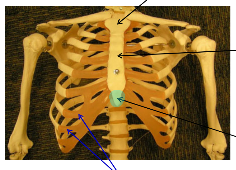 <p>Name the highlighted region.</p>