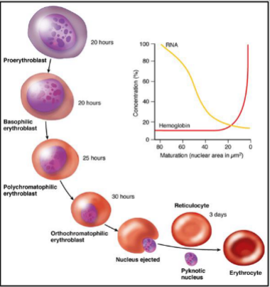<p>RBCs are formed in the bone marrow from stem cells, takes 7 days, mature RBCs are unnucleated, and live in blood for 120 days</p>