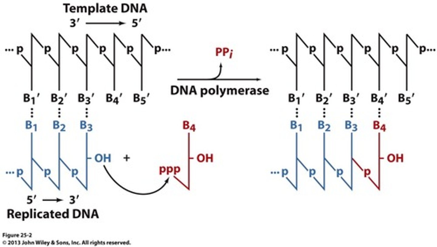<p>DNA polymerase uses energy stored in triphosphate of the incoming nucleotide to form the phosphodiester bone and extend DNA strand</p>