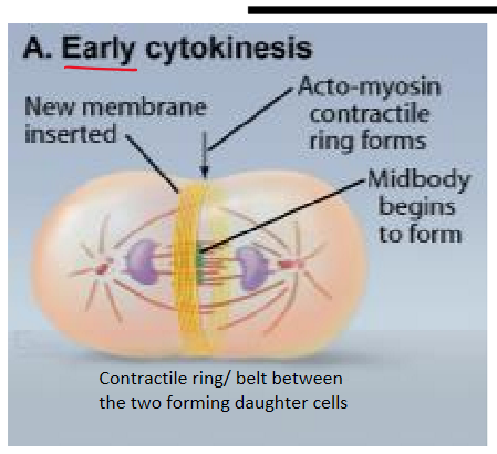 <p>new membrane inserted </p><p>acto-myosin contractile ring forms </p><p>midbody begins to form </p>