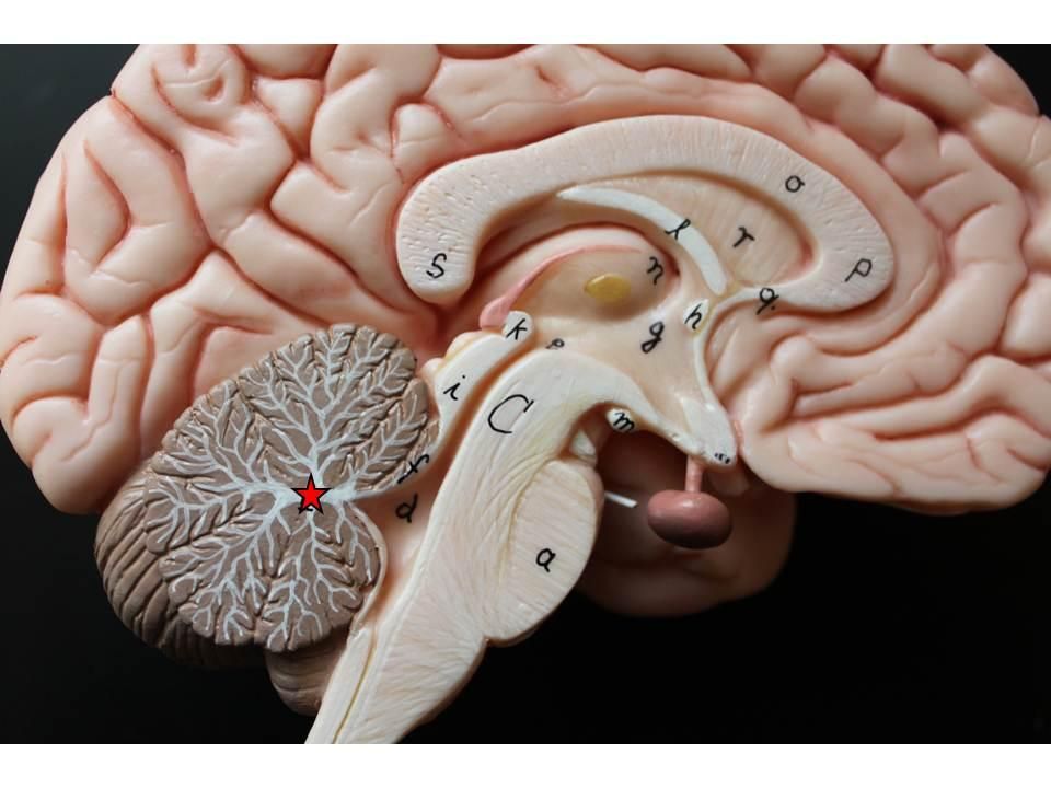 <p>What is this brain regions name and function?</p>