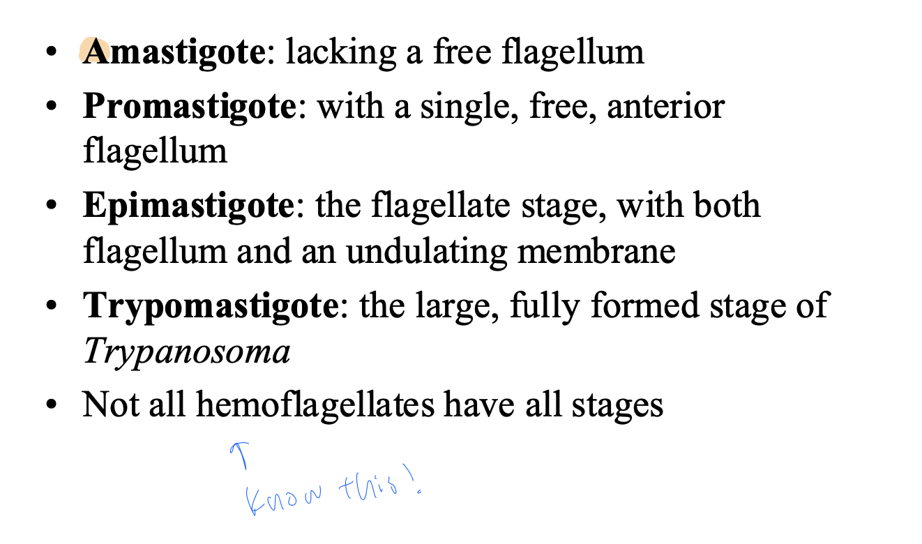 <ul><li><p>amastigote</p></li><li><p>promastigote</p></li><li><p>epimastigote</p></li><li><p>trypomastigote</p></li></ul><p></p>