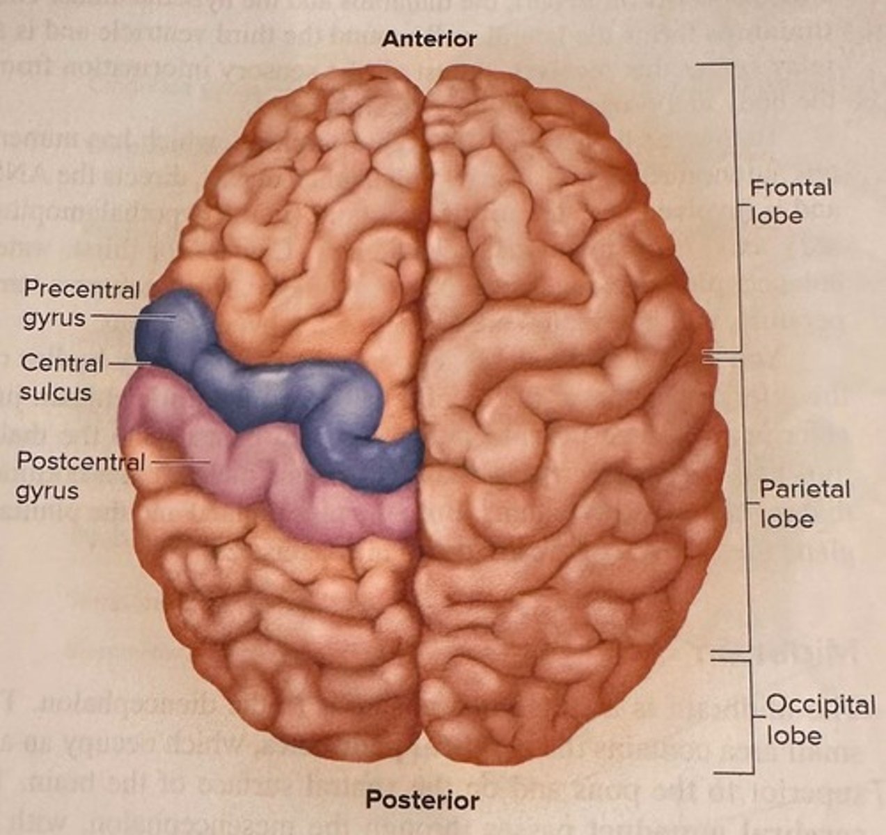 <p>Raised ridges or folds on the brain's surface.</p>