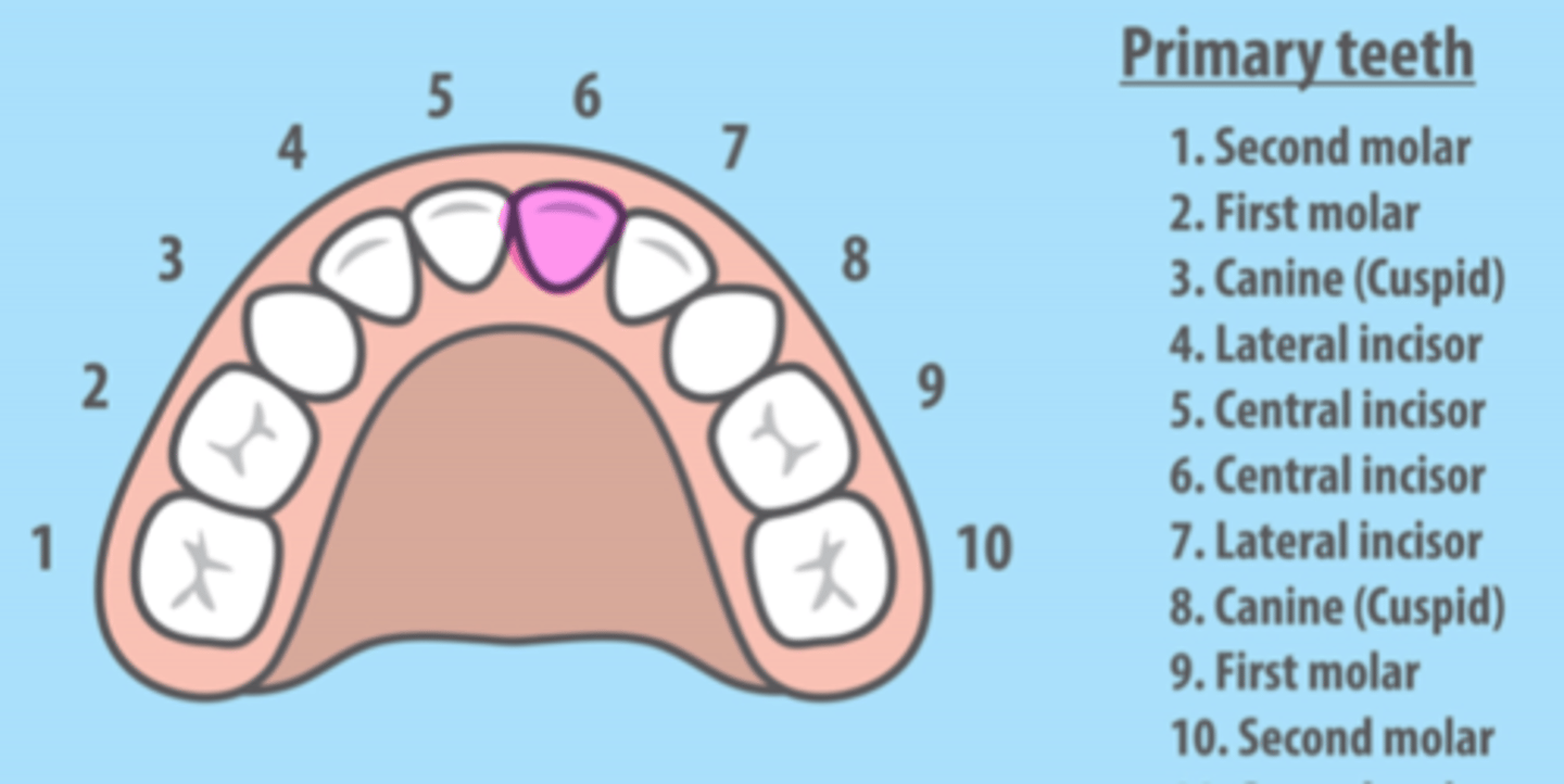<p>Maxillary Left Primary Central Incisor</p>
