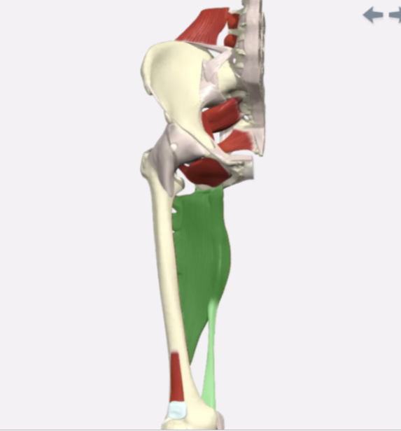 <p>Adductor Magnus</p>