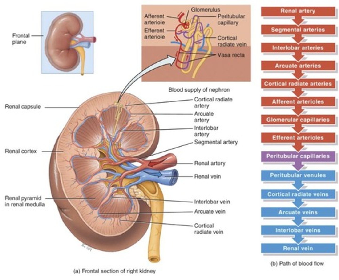 <p>Anchors kidneys to other structures.</p>