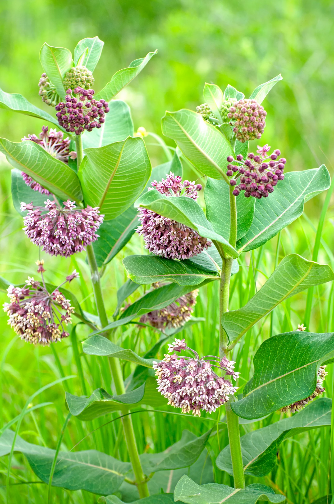 <p>Asclepias Syriaca</p>