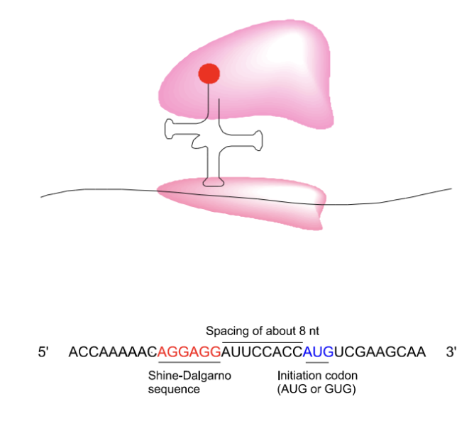 <p>The Shine-Dalgarno sequence is a<strong> ribosomal binding site in bacterial mRNA</strong>, critical for initiating translation. </p><p><strong>Sequence is complementary with the 3’ seq of the 16S rRNA </strong>(part of 30S)<strong> of the ribosome,</strong> <span style="color: green;">ensuring that the ribosome correctly positions itself at the start codon. </span></p>