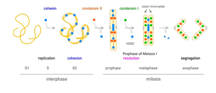 <p><span style="line-height: 21.6px;">compacts chromosomes during mitosis and meiosis. Both condensin I and II facilitate the reorganization of chromosomes into <strong>radial loop arrays</strong>.</span></p>