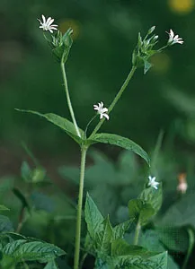 Determinate simple inflorescence

No rachis

Pedicels

Oldest flowers at the apex