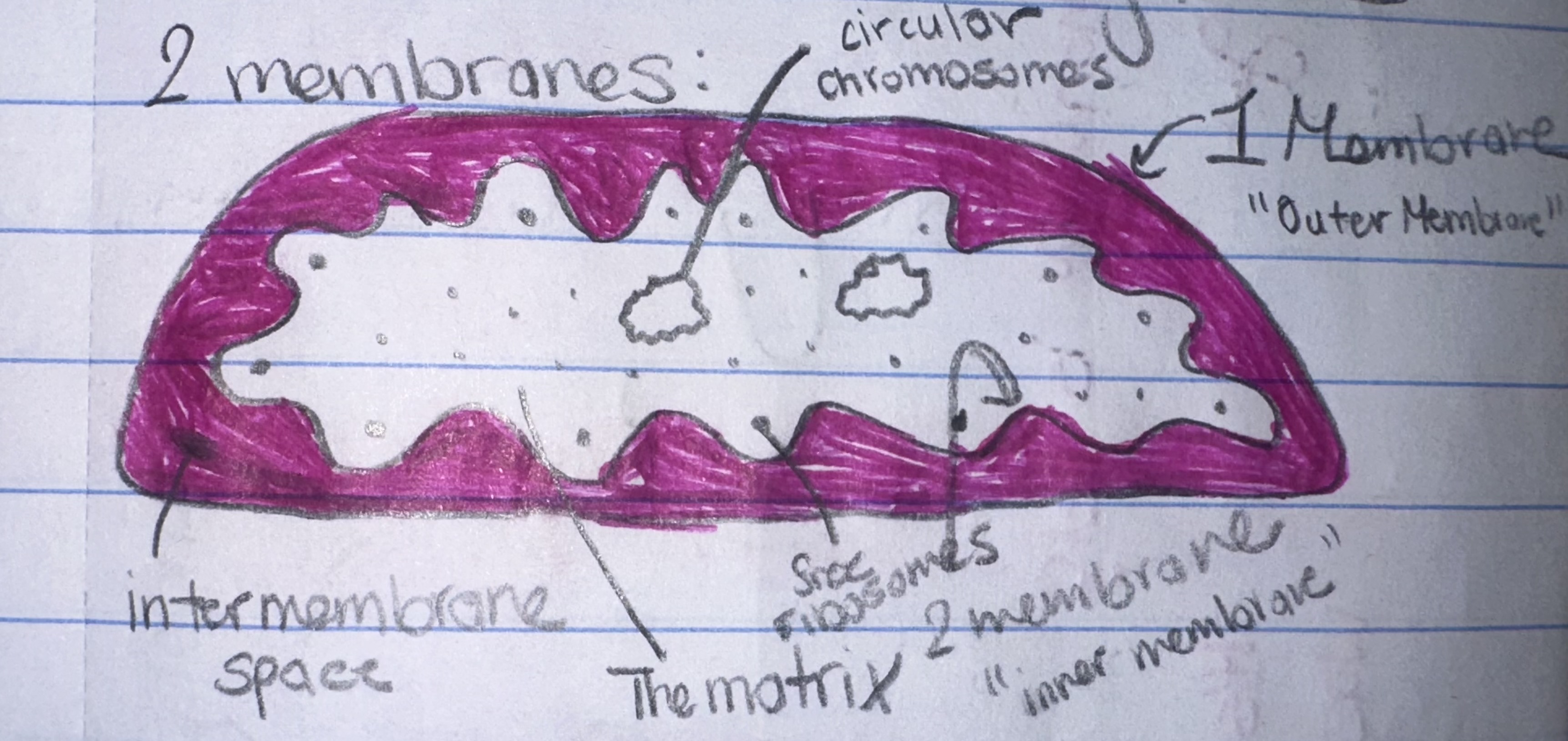 <p>Membrane Bound Organelle Diagram </p>