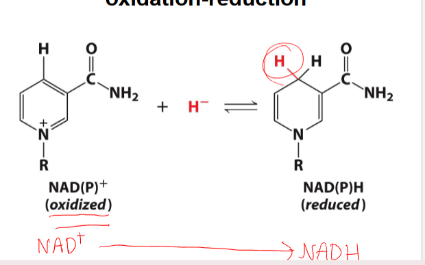 <p>-has intermediate thats oxidized when NAD+ is reduced</p><p></p>