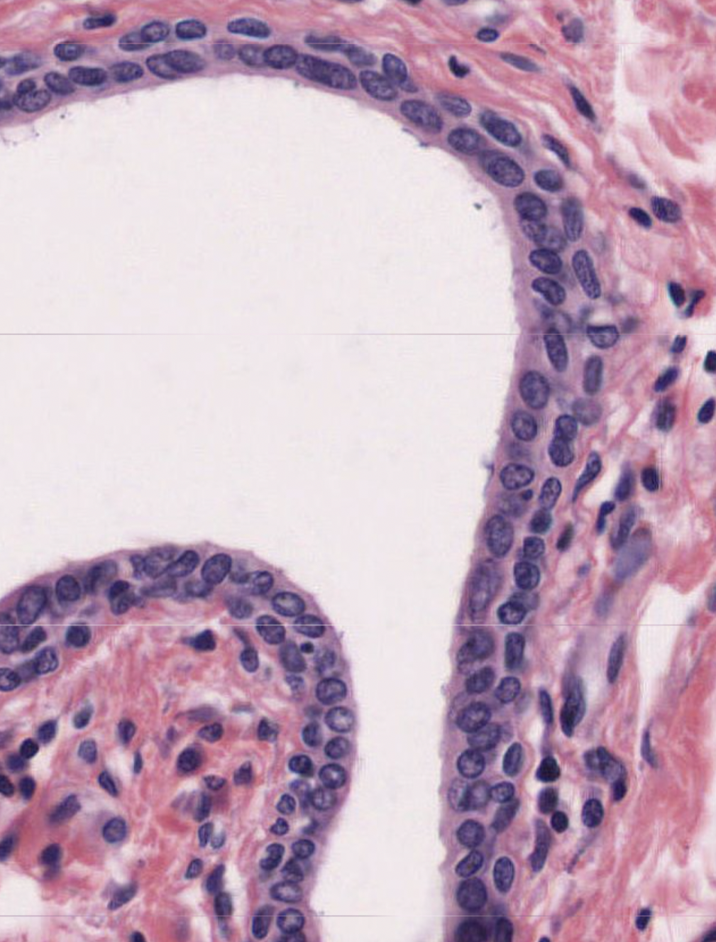 <p>what is shown in this image? </p>