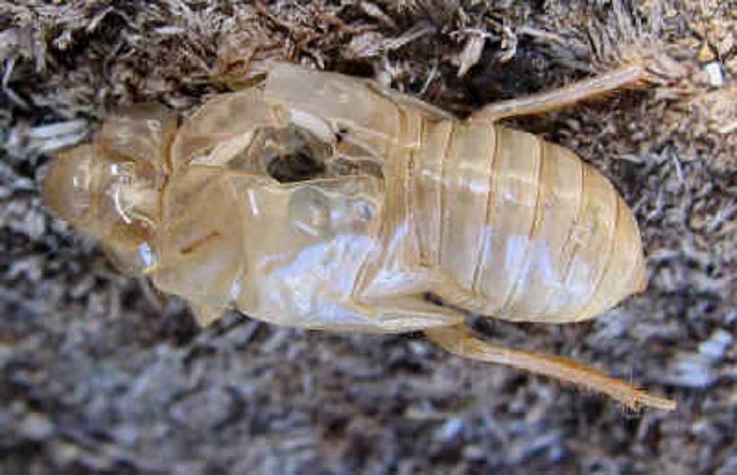 <p>The tough material from which the external skeleton is made</p>
