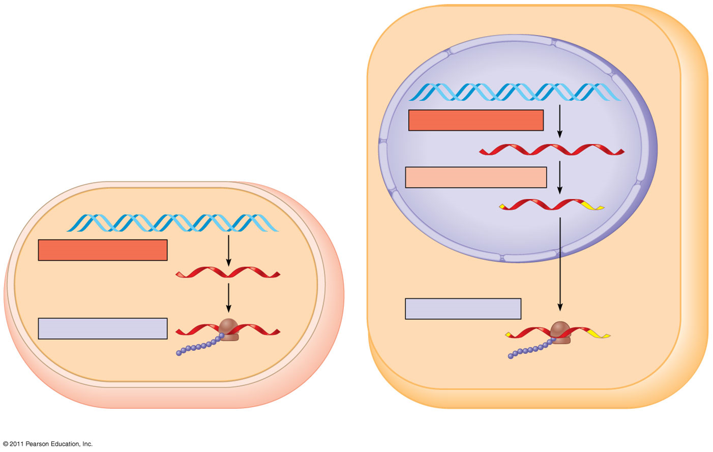 <p>DNA gets transcribed into RNA which is translated into proteins</p>