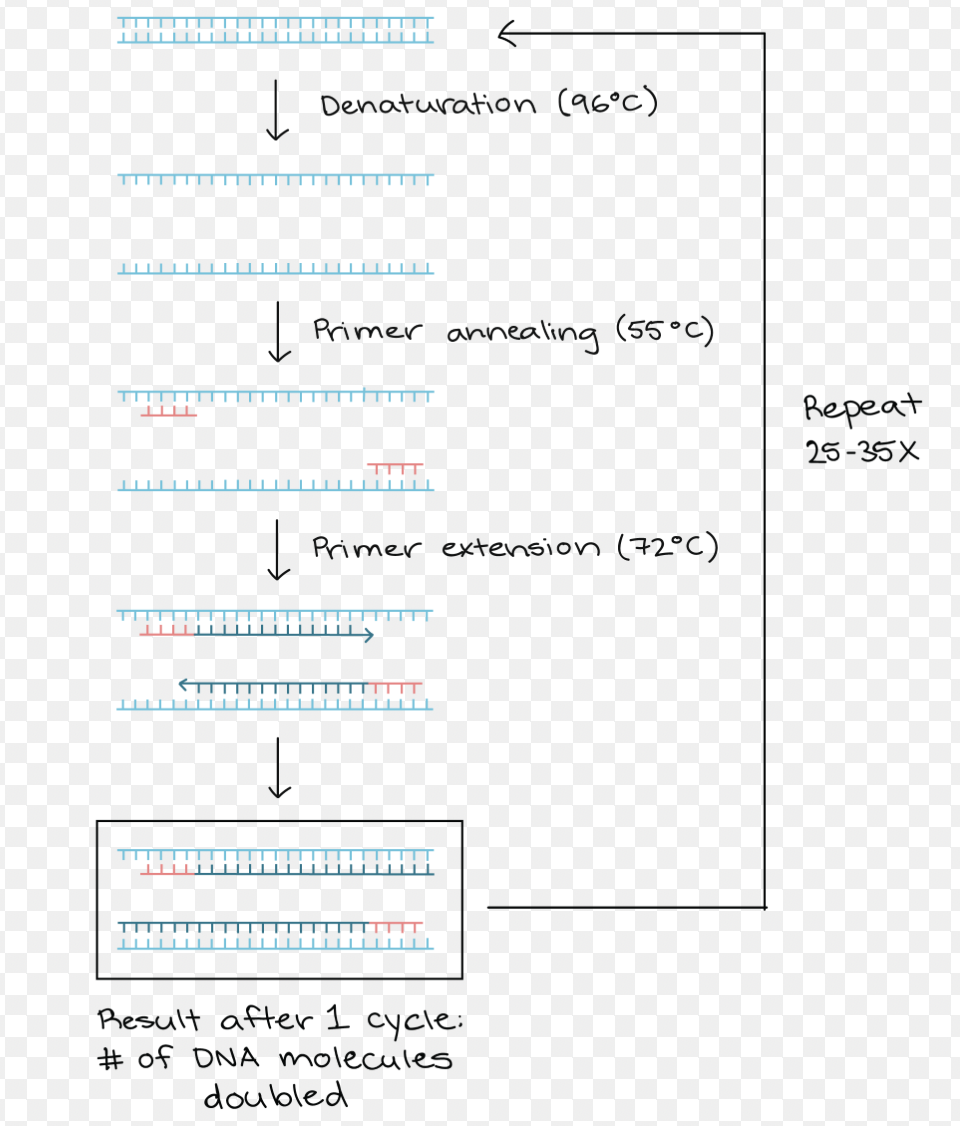 <p>denaturation, annealing, extension</p>